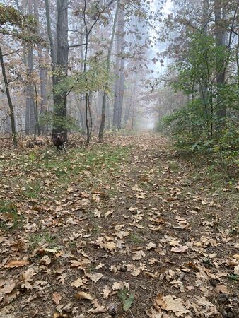 Autumn foggy day in the forest.の写真素材
