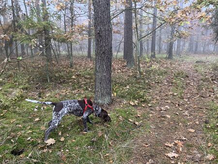 Dog in the forest in foggy autumn day.の写真素材