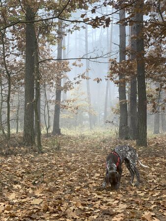 Dog in the forest in foggy autumn day.の写真素材