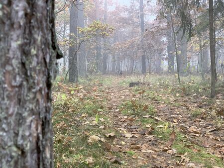 Autumn foggy day in the forest.の写真素材