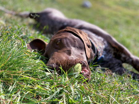 Puppy dog with green ball - German Shorthaired Pointer