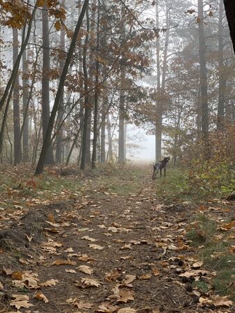 Dog in the forest in foggy autumn day.の写真素材