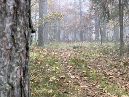 Autumn foggy day in the forest.の写真素材
