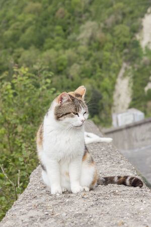 White cat on stone wall - Bagnoregio, Tuscany - Italy..の写真素材