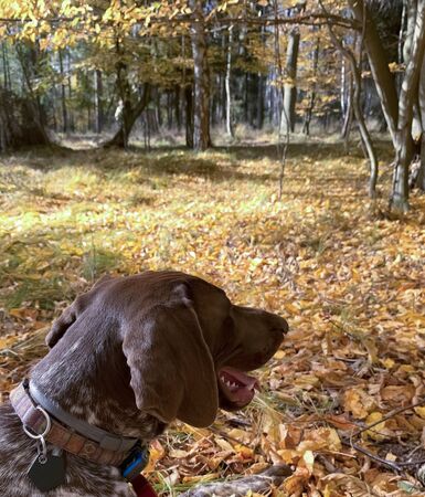 Portrait of puppy dog  breed German Shorthaired Pointer - autumn time.の写真素材