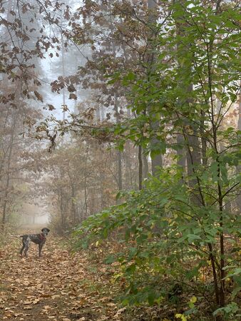 Dog in the forest in foggy autumn day.の写真素材