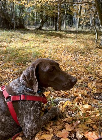 Portrait of puppy dog  breed German Shorthaired Pointer - autumn time.の写真素材