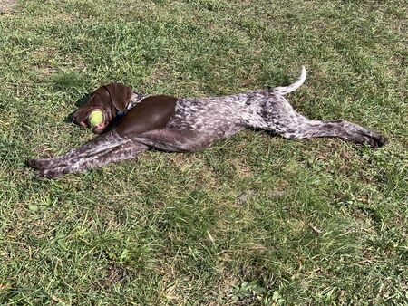 Puppy dog with green ball - German Shorthaired Pointerの写真素材