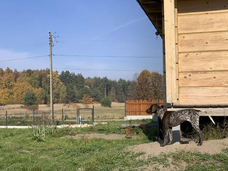 The puppy stands in front of the house and looks aheadの写真素材