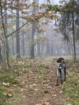 Dog in the forest in foggy autumn day.の写真素材