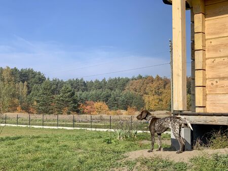 The puppy stands in front of the house and looks aheadの写真素材