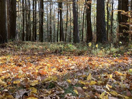 Country rural route in the forest - autumn time in Poland.の写真素材