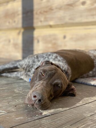 Sleeping dog - German Shorthaired Pointerの写真素材