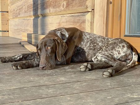 Sleeping dog - German Shorthaired Pointerの写真素材