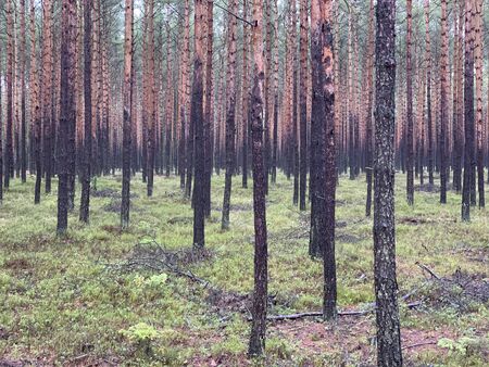 Detail of pinetree forest in Poland.の写真素材