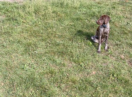 Puppy dog  breed German Shorthaired Pointer on the green meadow.の写真素材