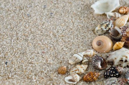 Assortment of seashells at the sand, focus in the biggest seashell at rightの写真素材