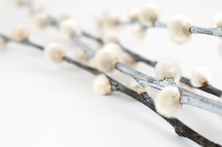 Pussy Willow (catkin) in big closeup, focus on the catkin at right sideの写真素材