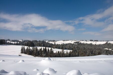 Forest covered by snow in polish mountains Tatryの写真素材