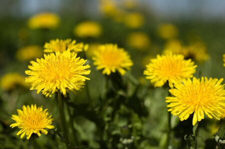 A lot of dandelion flowers in big closeupの写真素材