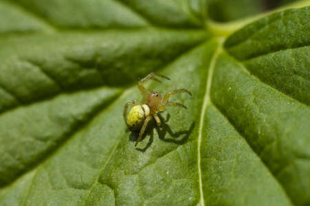 Tiny spider on leaf with larva on his back in big closeupの写真素材