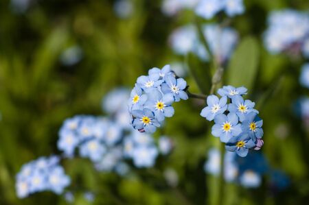 Forget-me-not flowers in closeupの写真素材