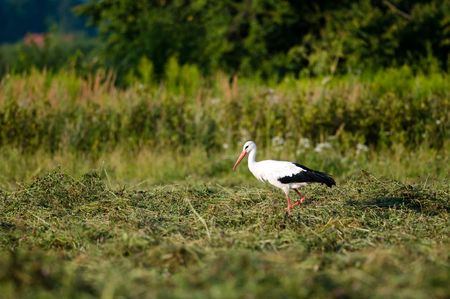 Single stork hunts for food at the meadowの写真素材