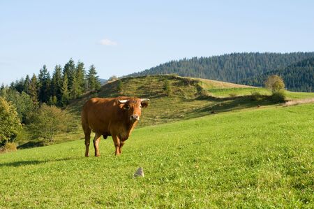 Brown bull at meadow in polish mountains Tatryの写真素材