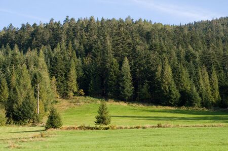 Big green meadow in polish mountains Tatryの写真素材