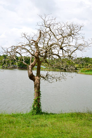 Beautiful trees without leavesの写真素材