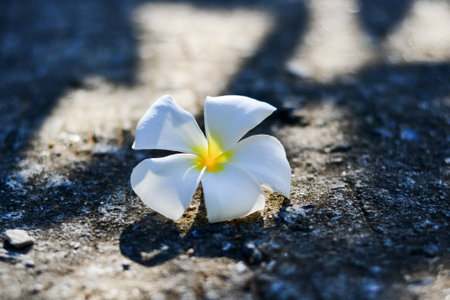 Beautiful flowers in Thailandの写真素材