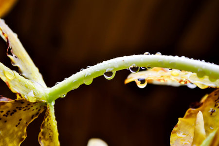 Rain Hydrating with flowers.の写真素材