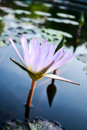 Beautiful flowers in Thailandの写真素材