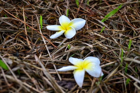 Beautiful flowers in Thailandの写真素材