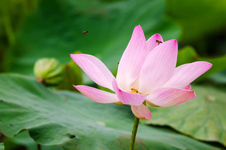 Lotus at the corner of the side of the road of Phatthalung. Beautiful flowers bloomingの写真素材