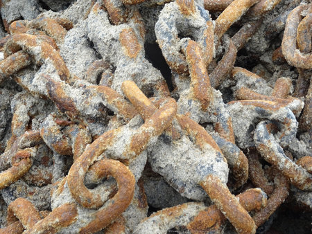 Squirrel in the park eating a nut on a sunny dayの写真素材
