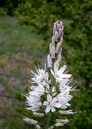 Flower of the white asphodelの写真素材