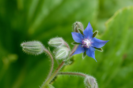 Close up of a borage (borago officinalis) flower