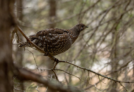 Grouse on a branch