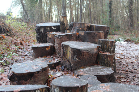 Tree Trunk Path