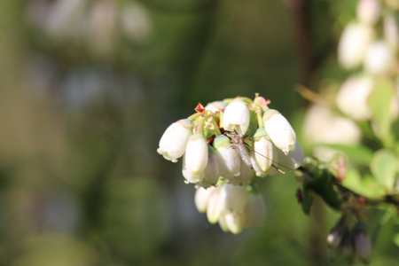 White Flower Close Up