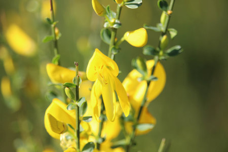Yellow Flower Close Up