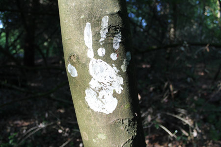 White Handprint On A Tree