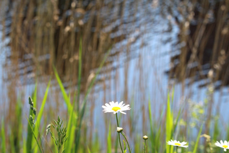 Daisy Close Upの写真素材
