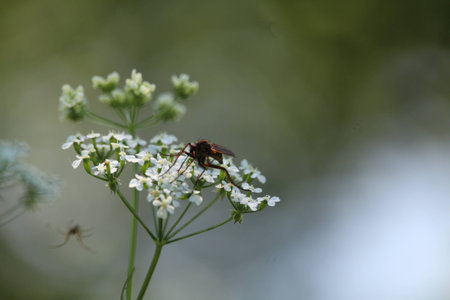 Insect On White Flowersの写真素材