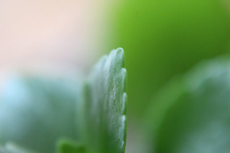 Small Plant Growthの写真素材