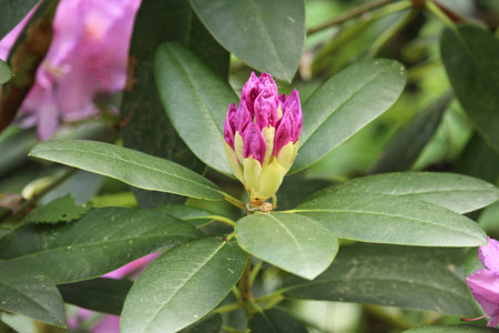 Pink Flower Close Upの写真素材