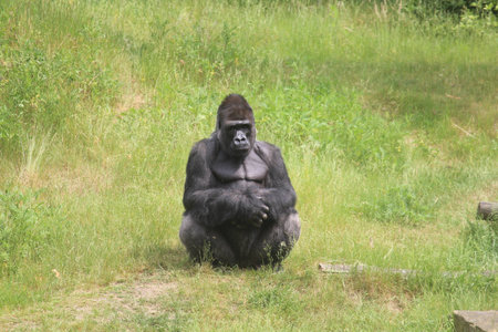 Gorilla