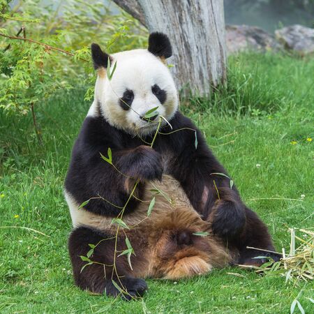 Giant panda, bear panda eating bambooの写真素材