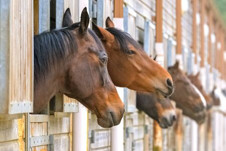 Beautiful brown horses in wooden boxesの写真素材